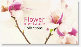 Flower time-lapse stock footage