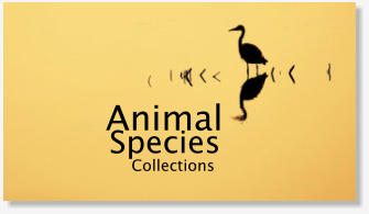 Animal species stock footage