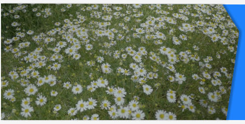 Wild daisy flowers stock footage