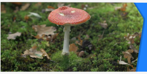 Fungi mushroom stock footage