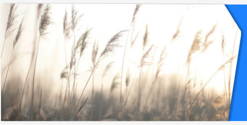 Reeds stock footage