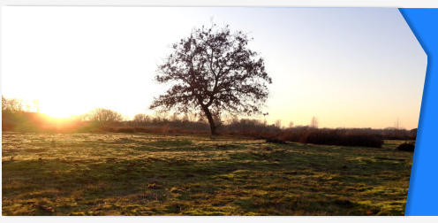 Loonse en Drunense Duinen stock footage