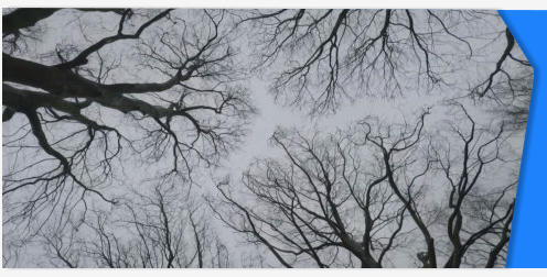 Bare tree stock footage