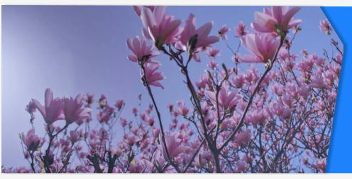 Magnolia tree stock footage