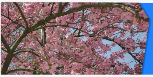 Tree blossom stock footage