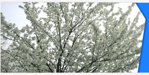 Tree blossom stock footage