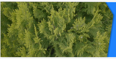 Conifer tree stock footage