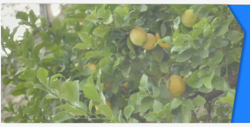 Lemon tree stock footage