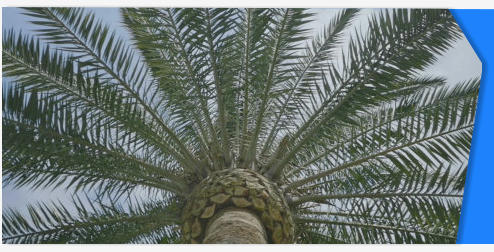 Palm tree stock footage