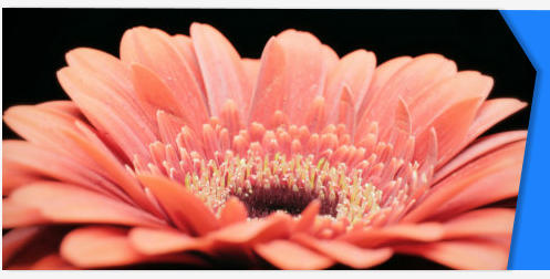 Gerbera flower stock footage