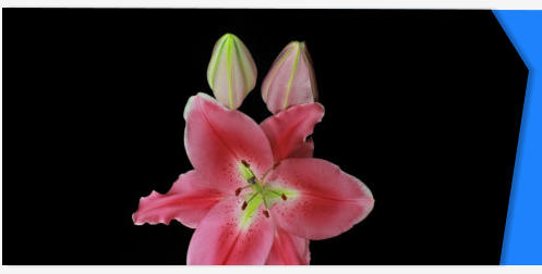 Lily flower stock footage