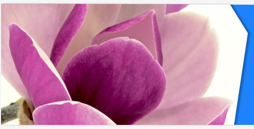 Magnolia flower stock footage