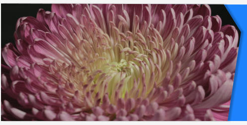 Chrysant flower stock footage