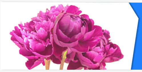 Peony flower stock footage