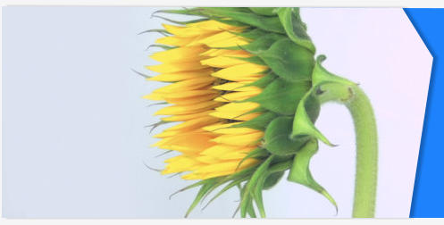 Sunflower stock footage