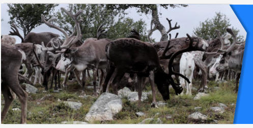 Caribou Reindeer stock footage