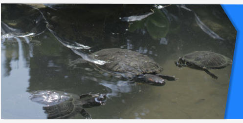 Turtle stock footage