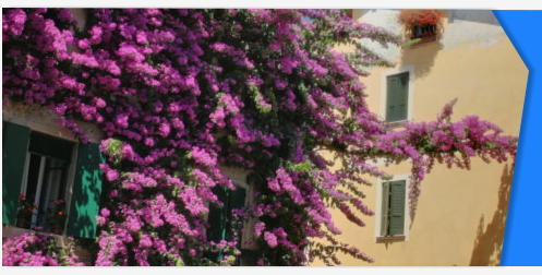 Ivy Bougainvillea flowers on house wall stock footage