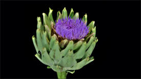 Flower Time-Lapse - Artichoke Plant Blooming And Dying