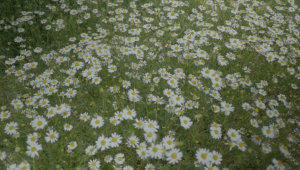 Daisy flowers stock footage