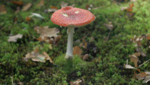 magic mushroom stock footage