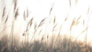 reeds stock footage