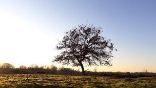 Loonse en Drunense Duinen stock footage