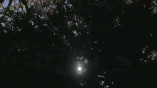 Magnolia tree stock footage