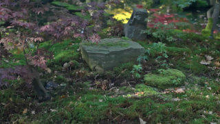 Japanese garden stock footage