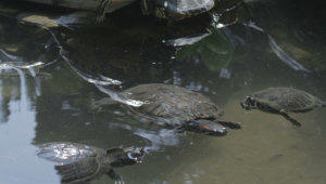 Turtle stock footage