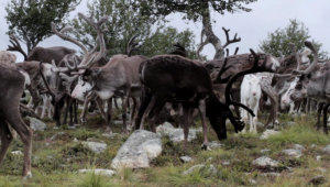 Caribou reindeer stock footage