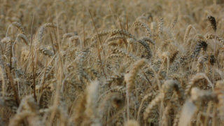 Barley grain stock footage