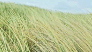 Dune grass stock footage