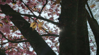 Tree blossom stock footage