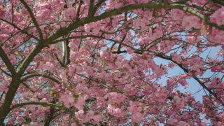 Tree blossom stock footage