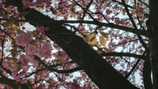 Tree blossom stock footage