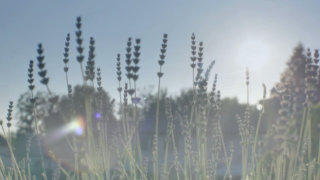 Lavender flower stock footage