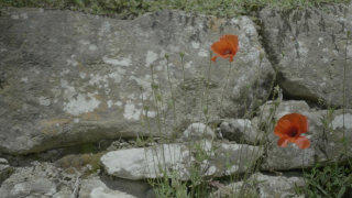 Poppy flower stock footage