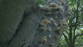 Fungi mushroom stock footage