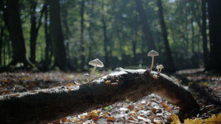 Fungi mushroom stock footage