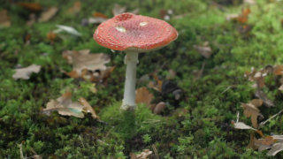 Fungi mushroom stock footage