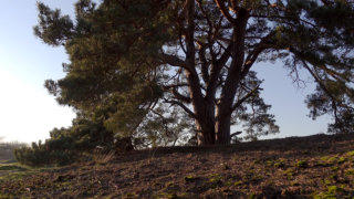 Loonse en Drunense Duinen stock footage