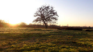 Loonse en Drunense Duinen stock footage