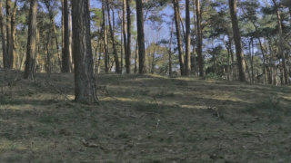 Loonse en Drunense Duinen stock footage