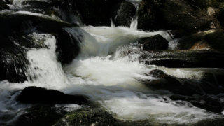 Forest river stream stock footage