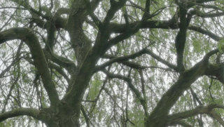 Willow tree stock footage