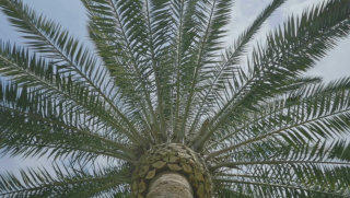 Palm tree stock footage