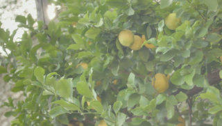 Lemon tree stock footage