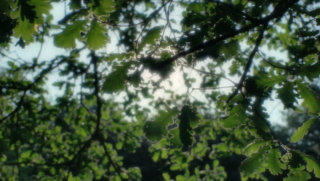 Summer tree stock footage