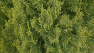 Conifer tree stock footage